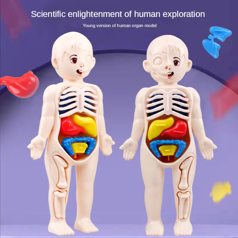 14 Pcs Children DIY Human Organ Model Educational Toy